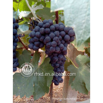Fresh Yunnnan Grape-- Summer Black grapes